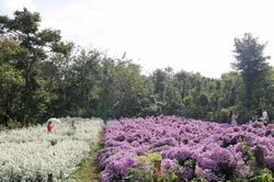 Lạc vào 'khu vườn nhỏ' giữa lòng Ban Mê