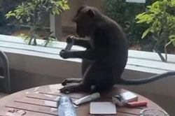 Khỉ 'đột kích', xông tận vào phòng khách sạn khiến du khách đứng tim
