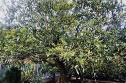 Chủ nhân gốc mai cổ tìm 'dân chơi' ngày Tết, từng được trả 3,5 tỷ nhưng không bán