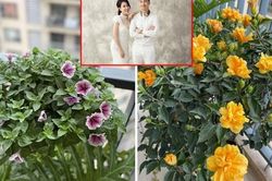 Rực rỡ sắc hoa đón Tết trong căn penthouse sang chảnh nhà vợ chồng MC Thành Trung