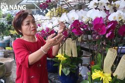 Phố chuyên doanh hoa, cây cảnh: giá bình ổn, sức mua giảm