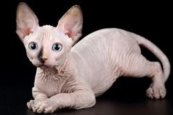 18 giống mèo đắt đỏ