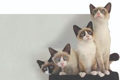 Hết 'giặc chuột' lại đến 'giặc mèo'...