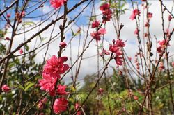 Cộng đồng người Việt tại Bangladesh hòa chung không khí đón Xuân