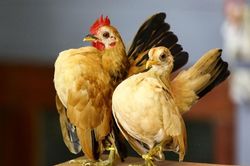 Săn lùng gà độc dị giá chục triệu chơi Tết