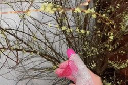 Có một bộ môn 'bất ổn' mang tên: Chưng tuyết mai chơi Tết