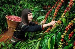 Ai yêu cà phê thì về Buôn Ma Thuột