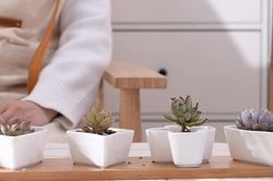 Những chậu cây cảnh mini siêu đẹp để ngôi nhà thêm xanh tươi