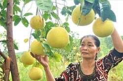 Về miền 'quả ngọt' Hương Khê