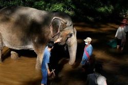 Thái Lan: Hoạt động du lịch cùng voi hút khách nước ngoài