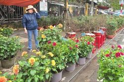 Kinh tế Kinh tế Nước mắt người trồng hoa