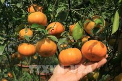 Miệt vườn 'vương quốc' quýt hồng
