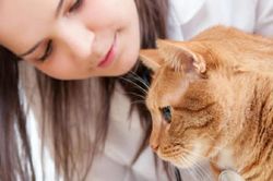 Loài mèo đã 'thuần hóa' loài người như thế nào?