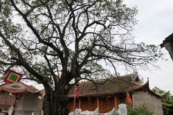 Ba xã 'làng văn' nức tiếng khoa bảng