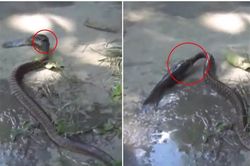 Clip: Rắn chết thảm vì bị cá cắn đầu gây ngạt thở