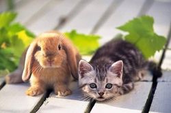 Mèo thay thỏ và lý do năm Mão ở Việt Nam là mèo mà không phải thỏ như nhiều nước châu Á