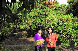 Người đất giồng