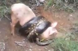 Clip: Trăn khổng lồ chết thảm vì săn trộm lợn của nông dân