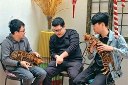 Mèo'quý tộc' và thú chơi thời thượng