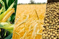 Thị trường hàng hóa hôm nay 24/1: Giá dầu thô diễn biến trái chiều, cà phê Arabica tăng vượt 158.55 USD/pounds