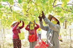Nâng cao chất lượng nho Ninh Thuận