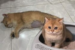 Hình ảnh mới nhất của chú mèo Golden bị 2 đứa trẻ giẫm đạp, chủ nhân tiết lộ thông tin bất ngờ