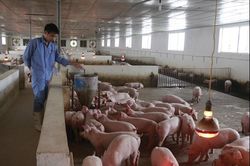 Giá heo hơi hôm nay 26/1: Ổn định trong cả nước
