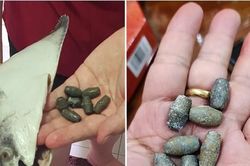 Mua cá về làm món ăn ngày Tết, không ngờ tìm thấy 7 viên chì nặng 100g bên trong