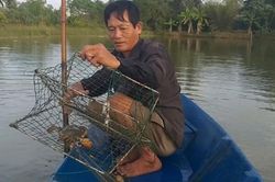 Nâng tầm thương hiệu cua Cà Mau