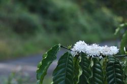 Mùa hoa cà phê