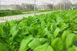 5 cách phân biệt rau sạch, rau bẩn cực kỳ đơn giản