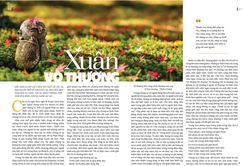 Xuân vô thường