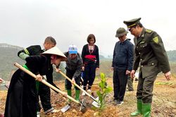 Yên Bái tổ chức 'Tết trồng cây đời đời nhớ ơn Bác Hồ' Xuân Quý Mão