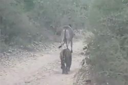 Clip: Hổ thản nhiên giết chết bò ngay trước mặt nhiều người