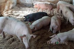 Giá heo hơi hôm nay 27/1: Ổn định quanh mốc 51.000 – 54.000 đồng/kg