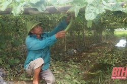 Những hạn chế trong sản xuất nông nghiệp giữa doanh nghiệp và người dân