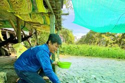 'Đàn cá hoang' ở dòng kênh Thần Nông
