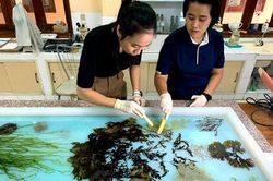 Đặc sắc tranh rong biển