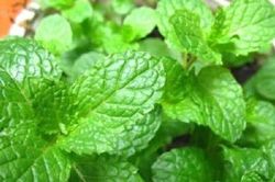 Bạc hà - vị thuốc thông dụng chữa nhiều bệnh