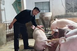 Cho lợn ăn 10 loại dược liệu quý, nông dân Bắc Giang thu về cả triệu USD