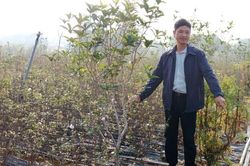 Trồng mai trắng thu hàng tỷ đồng mỗi năm