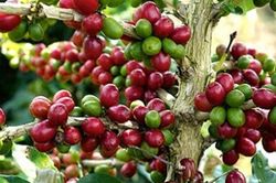 Giá cà phê hôm nay 29/1: Thị trường trong nước tăng 800 đồng/kg