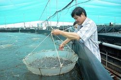 Kiên Giang đặt mục tiêu sản xuất 116.200 tấn tôm nuôi năm 2023