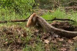 Clip: Trăn trổ tài săn thỏ trong 'chớp mắt'