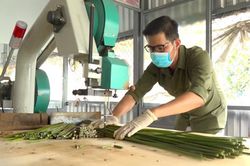 Thanh niên 9X 'biến' cỏ bàng thành ống hút sản phẩm thân thiện với môi trường