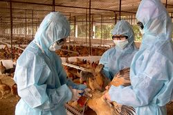 Thúc đẩy chăn nuôi từ góc độ khoa học và công nghệ