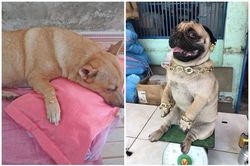 Ngày vía Thần Tài, chó cưng được chủ 'tậu' vàng nhìn ghen tị