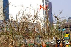 Người Hà Nội chi bạc triệu cho thú chơi hoa lê sau Tết