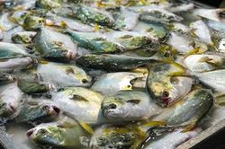 Rộn ràng phiên chợ cá dịp đầu năm