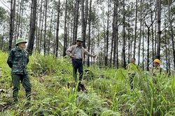 Để những cánh rừng Tây Nguyên thêm xanh!